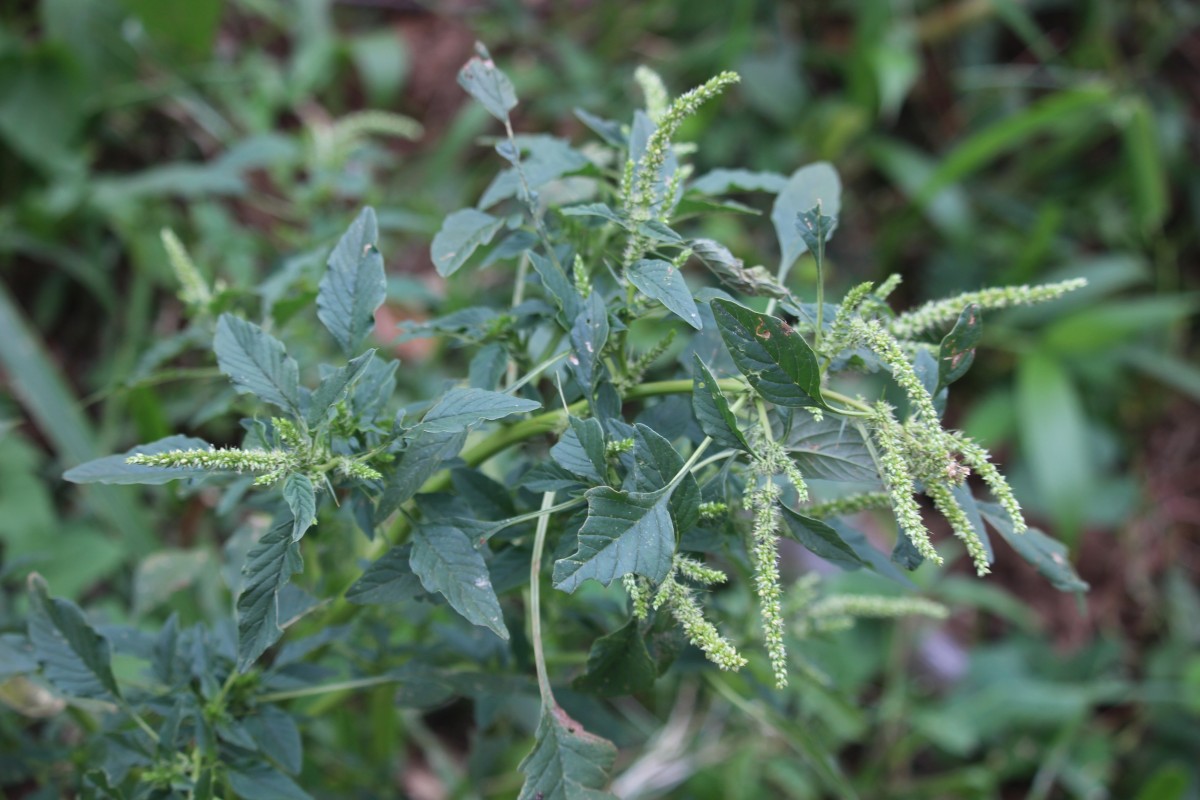 Amaranthus spinosus L.